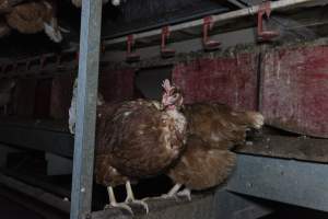 Free-Range Eggs Investigation 2025 - Farm Pride supplies free range and cage free eggs to major supermarkets under their own brand and is also a supplier for Coles brand free range eggs. Their Bears Lagoon farm supplies free range eggs from a system described by The Age as 'intensive free-range farming.'

In these sheds tens of thousands of birds struggle for space in filthy sheds. Hens showed evidence of reproductive illnesses and feather pecking, including missing feathers from their wings and necks. One chicken was filmed with a twisted, deformed leg, while others showed clear signs of being bullied by being pecked by other chickens.

Naturally, hens would form small groups with an established 'pecking order', however in these sheds, tens of thousands of birds are packed tightly together with only metal bars to perch on. This causes aggression, fighting and even cannibalisation which is recognised as the second most common cause of death on free range egg farms. - Captured at Farm Pride Bears Lagoon - Site 1, Bears Lagoon VIC Australia.