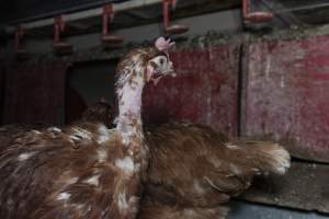 Hen with missing feathers from neck - Farm Pride supplies free range and cage free eggs to major supermarkets under their own brand and is also a supplier for Coles brand free range eggs. Their Bears Lagoon farm supplies free range eggs from a system described by The Age as 'intensive free-range farming.'

In these sheds tens of thousands of birds struggle for space in filthy sheds. Hens showed evidence of reproductive illnesses and feather pecking, including missing feathers from their wings and necks. One chicken was filmed with a twisted, deformed leg, while others showed clear signs of being bullied by being pecked by other chickens.

Naturally, hens would form small groups with an established 'pecking order', however in these sheds, tens of thousands of birds are packed tightly together with only metal bars to perch on. This causes aggression, fighting and even cannibalisation which is recognised as the second most common cause of death on free range egg farms. - Captured at Farm Pride Bears Lagoon - Site 1, Bears Lagoon VIC Australia.