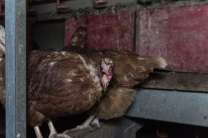 Free-Range Eggs Investigation 2025 - Farm Pride supplies free range and cage free eggs to major supermarkets under their own brand and is also a supplier for Coles brand free range eggs. Their Bears Lagoon farm supplies free range eggs from a system described by The Age as 'intensive free-range farming.'

In these sheds tens of thousands of birds struggle for space in filthy sheds. Hens showed evidence of reproductive illnesses and feather pecking, including missing feathers from their wings and necks. One chicken was filmed with a twisted, deformed leg, while others showed clear signs of being bullied by being pecked by other chickens.

Naturally, hens would form small groups with an established 'pecking order', however in these sheds, tens of thousands of birds are packed tightly together with only metal bars to perch on. This causes aggression, fighting and even cannibalisation which is recognised as the second most common cause of death on free range egg farms. - Captured at Farm Pride Bears Lagoon - Site 1, Bears Lagoon VIC Australia.