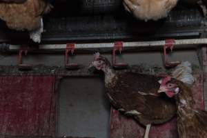 Hen with missing feathers from neck - Farm Pride supplies free range and cage free eggs to major supermarkets under their own brand and is also a supplier for Coles brand free range eggs. Their Bears Lagoon farm supplies free range eggs from a system described by The Age as 'intensive free-range farming.'

In these sheds tens of thousands of birds struggle for space in filthy sheds. Hens showed evidence of reproductive illnesses and feather pecking, including missing feathers from their wings and necks. One chicken was filmed with a twisted, deformed leg, while others showed clear signs of being bullied by being pecked by other chickens.

Naturally, hens would form small groups with an established 'pecking order', however in these sheds, tens of thousands of birds are packed tightly together with only metal bars to perch on. This causes aggression, fighting and even cannibalisation which is recognised as the second most common cause of death on free range egg farms. - Captured at Farm Pride Bears Lagoon - Site 1, Bears Lagoon VIC Australia.