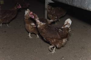 Hen with missing feathers from neck - Farm Pride supplies free range and cage free eggs to major supermarkets under their own brand and is also a supplier for Coles brand free range eggs. Their Bears Lagoon farm supplies free range eggs from a system described by The Age as 'intensive free-range farming.'

In these sheds tens of thousands of birds struggle for space in filthy sheds. Hens showed evidence of reproductive illnesses and feather pecking, including missing feathers from their wings and necks. One chicken was filmed with a twisted, deformed leg, while others showed clear signs of being bullied by being pecked by other chickens.

Naturally, hens would form small groups with an established 'pecking order', however in these sheds, tens of thousands of birds are packed tightly together with only metal bars to perch on. This causes aggression, fighting and even cannibalisation which is recognised as the second most common cause of death on free range egg farms. - Captured at Farm Pride Bears Lagoon - Site 1, Bears Lagoon VIC Australia.