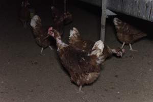 Free-Range Eggs Investigation 2025 - Farm Pride supplies free range and cage free eggs to major supermarkets under their own brand and is also a supplier for Coles brand free range eggs. Their Bears Lagoon farm supplies free range eggs from a system described by The Age as 'intensive free-range farming.'

In these sheds tens of thousands of birds struggle for space in filthy sheds. Hens showed evidence of reproductive illnesses and feather pecking, including missing feathers from their wings and necks. One chicken was filmed with a twisted, deformed leg, while others showed clear signs of being bullied by being pecked by other chickens.

Naturally, hens would form small groups with an established 'pecking order', however in these sheds, tens of thousands of birds are packed tightly together with only metal bars to perch on. This causes aggression, fighting and even cannibalisation which is recognised as the second most common cause of death on free range egg farms. - Captured at Farm Pride Bears Lagoon - Site 1, Bears Lagoon VIC Australia.