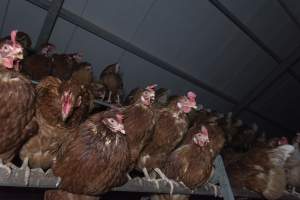 Free-Range Eggs Investigation 2025 - Farm Pride supplies free range and cage free eggs to major supermarkets under their own brand and is also a supplier for Coles brand free range eggs. Their Bears Lagoon farm supplies free range eggs from a system described by The Age as 'intensive free-range farming.'

In these sheds tens of thousands of birds struggle for space in filthy sheds. Hens showed evidence of reproductive illnesses and feather pecking, including missing feathers from their wings and necks. One chicken was filmed with a twisted, deformed leg, while others showed clear signs of being bullied by being pecked by other chickens.

Naturally, hens would form small groups with an established 'pecking order', however in these sheds, tens of thousands of birds are packed tightly together with only metal bars to perch on. This causes aggression, fighting and even cannibalisation which is recognised as the second most common cause of death on free range egg farms. - Captured at Farm Pride Bears Lagoon - Site 1, Bears Lagoon VIC Australia.