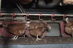 Free-Range Eggs Investigation 2025 - Farm Pride supplies free range and cage free eggs to major supermarkets under their own brand and is also a supplier for Coles brand free range eggs. Their Bears Lagoon farm supplies free range eggs from a system described by The Age as 'intensive free-range farming.'

In these sheds tens of thousands of birds struggle for space in filthy sheds. Hens showed evidence of reproductive illnesses and feather pecking, including missing feathers from their wings and necks. One chicken was filmed with a twisted, deformed leg, while others showed clear signs of being bullied by being pecked by other chickens.

Naturally, hens would form small groups with an established 'pecking order', however in these sheds, tens of thousands of birds are packed tightly together with only metal bars to perch on. This causes aggression, fighting and even cannibalisation which is recognised as the second most common cause of death on free range egg farms. - Captured at Farm Pride Bears Lagoon - Site 1, Bears Lagoon VIC Australia.