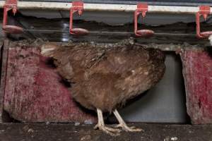 Free-Range Eggs Investigation 2025 - Farm Pride supplies free range and cage free eggs to major supermarkets under their own brand and is also a supplier for Coles brand free range eggs. Their Bears Lagoon farm supplies free range eggs from a system described by The Age as 'intensive free-range farming.'

In these sheds tens of thousands of birds struggle for space in filthy sheds. Hens showed evidence of reproductive illnesses and feather pecking, including missing feathers from their wings and necks. One chicken was filmed with a twisted, deformed leg, while others showed clear signs of being bullied by being pecked by other chickens.

Naturally, hens would form small groups with an established 'pecking order', however in these sheds, tens of thousands of birds are packed tightly together with only metal bars to perch on. This causes aggression, fighting and even cannibalisation which is recognised as the second most common cause of death on free range egg farms. - Captured at Farm Pride Bears Lagoon - Site 1, Bears Lagoon VIC Australia.