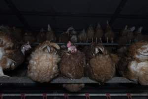 Free-Range Eggs Investigation 2025 - Farm Pride supplies free range and cage free eggs to major supermarkets under their own brand and is also a supplier for Coles brand free range eggs. Their Bears Lagoon farm supplies free range eggs from a system described by The Age as 'intensive free-range farming.'

In these sheds tens of thousands of birds struggle for space in filthy sheds. Hens showed evidence of reproductive illnesses and feather pecking, including missing feathers from their wings and necks. One chicken was filmed with a twisted, deformed leg, while others showed clear signs of being bullied by being pecked by other chickens.

Naturally, hens would form small groups with an established 'pecking order', however in these sheds, tens of thousands of birds are packed tightly together with only metal bars to perch on. This causes aggression, fighting and even cannibalisation which is recognised as the second most common cause of death on free range egg farms. - Captured at Farm Pride Bears Lagoon - Site 1, Bears Lagoon VIC Australia.