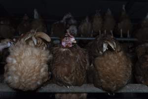 Free-Range Eggs Investigation 2025 - Farm Pride supplies free range and cage free eggs to major supermarkets under their own brand and is also a supplier for Coles brand free range eggs. Their Bears Lagoon farm supplies free range eggs from a system described by The Age as 'intensive free-range farming.'

In these sheds tens of thousands of birds struggle for space in filthy sheds. Hens showed evidence of reproductive illnesses and feather pecking, including missing feathers from their wings and necks. One chicken was filmed with a twisted, deformed leg, while others showed clear signs of being bullied by being pecked by other chickens.

Naturally, hens would form small groups with an established 'pecking order', however in these sheds, tens of thousands of birds are packed tightly together with only metal bars to perch on. This causes aggression, fighting and even cannibalisation which is recognised as the second most common cause of death on free range egg farms. - Captured at Farm Pride Bears Lagoon - Site 1, Bears Lagoon VIC Australia.