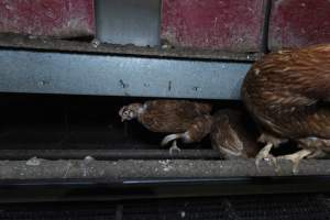 Free-Range Eggs Investigation 2025 - Farm Pride supplies free range and cage free eggs to major supermarkets under their own brand and is also a supplier for Coles brand free range eggs. Their Bears Lagoon farm supplies free range eggs from a system described by The Age as 'intensive free-range farming.'

In these sheds tens of thousands of birds struggle for space in filthy sheds. Hens showed evidence of reproductive illnesses and feather pecking, including missing feathers from their wings and necks. One chicken was filmed with a twisted, deformed leg, while others showed clear signs of being bullied by being pecked by other chickens.

Naturally, hens would form small groups with an established 'pecking order', however in these sheds, tens of thousands of birds are packed tightly together with only metal bars to perch on. This causes aggression, fighting and even cannibalisation which is recognised as the second most common cause of death on free range egg farms. - Captured at Farm Pride Bears Lagoon - Site 1, Bears Lagoon VIC Australia.