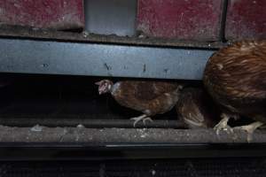 Free-Range Eggs Investigation 2025 - Farm Pride supplies free range and cage free eggs to major supermarkets under their own brand and is also a supplier for Coles brand free range eggs. Their Bears Lagoon farm supplies free range eggs from a system described by The Age as 'intensive free-range farming.'

In these sheds tens of thousands of birds struggle for space in filthy sheds. Hens showed evidence of reproductive illnesses and feather pecking, including missing feathers from their wings and necks. One chicken was filmed with a twisted, deformed leg, while others showed clear signs of being bullied by being pecked by other chickens.

Naturally, hens would form small groups with an established 'pecking order', however in these sheds, tens of thousands of birds are packed tightly together with only metal bars to perch on. This causes aggression, fighting and even cannibalisation which is recognised as the second most common cause of death on free range egg farms. - Captured at Farm Pride Bears Lagoon - Site 1, Bears Lagoon VIC Australia.