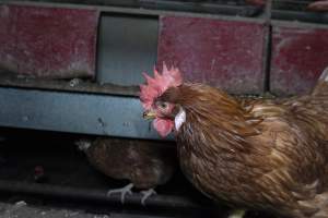 Free-Range Eggs Investigation 2025 - Farm Pride supplies free range and cage free eggs to major supermarkets under their own brand and is also a supplier for Coles brand free range eggs. Their Bears Lagoon farm supplies free range eggs from a system described by The Age as 'intensive free-range farming.'

In these sheds tens of thousands of birds struggle for space in filthy sheds. Hens showed evidence of reproductive illnesses and feather pecking, including missing feathers from their wings and necks. One chicken was filmed with a twisted, deformed leg, while others showed clear signs of being bullied by being pecked by other chickens.

Naturally, hens would form small groups with an established 'pecking order', however in these sheds, tens of thousands of birds are packed tightly together with only metal bars to perch on. This causes aggression, fighting and even cannibalisation which is recognised as the second most common cause of death on free range egg farms. - Captured at Farm Pride Bears Lagoon - Site 1, Bears Lagoon VIC Australia.