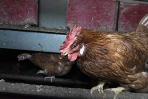 Free-Range Eggs Investigation 2025 - Farm Pride supplies free range and cage free eggs to major supermarkets under their own brand and is also a supplier for Coles brand free range eggs. Their Bears Lagoon farm supplies free range eggs from a system described by The Age as 'intensive free-range farming.'

In these sheds tens of thousands of birds struggle for space in filthy sheds. Hens showed evidence of reproductive illnesses and feather pecking, including missing feathers from their wings and necks. One chicken was filmed with a twisted, deformed leg, while others showed clear signs of being bullied by being pecked by other chickens.

Naturally, hens would form small groups with an established 'pecking order', however in these sheds, tens of thousands of birds are packed tightly together with only metal bars to perch on. This causes aggression, fighting and even cannibalisation which is recognised as the second most common cause of death on free range egg farms. - Captured at Farm Pride Bears Lagoon - Site 1, Bears Lagoon VIC Australia.