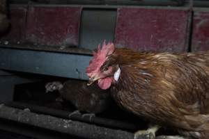 Free-Range Eggs Investigation 2025 - Farm Pride supplies free range and cage free eggs to major supermarkets under their own brand and is also a supplier for Coles brand free range eggs. Their Bears Lagoon farm supplies free range eggs from a system described by The Age as 'intensive free-range farming.'

In these sheds tens of thousands of birds struggle for space in filthy sheds. Hens showed evidence of reproductive illnesses and feather pecking, including missing feathers from their wings and necks. One chicken was filmed with a twisted, deformed leg, while others showed clear signs of being bullied by being pecked by other chickens.

Naturally, hens would form small groups with an established 'pecking order', however in these sheds, tens of thousands of birds are packed tightly together with only metal bars to perch on. This causes aggression, fighting and even cannibalisation which is recognised as the second most common cause of death on free range egg farms. - Captured at Farm Pride Bears Lagoon - Site 1, Bears Lagoon VIC Australia.