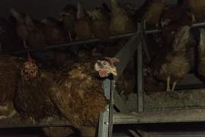 Free-Range Eggs Investigation 2025 - Farm Pride supplies free range and cage free eggs to major supermarkets under their own brand and is also a supplier for Coles brand free range eggs. Their Bears Lagoon farm supplies free range eggs from a system described by The Age as 'intensive free-range farming.'

In these sheds tens of thousands of birds struggle for space in filthy sheds. Hens showed evidence of reproductive illnesses and feather pecking, including missing feathers from their wings and necks. One chicken was filmed with a twisted, deformed leg, while others showed clear signs of being bullied by being pecked by other chickens.

Naturally, hens would form small groups with an established 'pecking order', however in these sheds, tens of thousands of birds are packed tightly together with only metal bars to perch on. This causes aggression, fighting and even cannibalisation which is recognised as the second most common cause of death on free range egg farms. - Captured at Farm Pride Bears Lagoon - Site 1, Bears Lagoon VIC Australia.