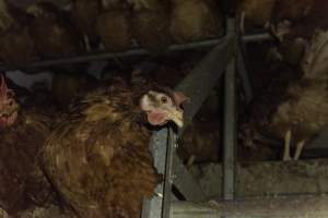 Free-Range Eggs Investigation 2025 - Farm Pride supplies free range and cage free eggs to major supermarkets under their own brand and is also a supplier for Coles brand free range eggs. Their Bears Lagoon farm supplies free range eggs from a system described by The Age as 'intensive free-range farming.'

In these sheds tens of thousands of birds struggle for space in filthy sheds. Hens showed evidence of reproductive illnesses and feather pecking, including missing feathers from their wings and necks. One chicken was filmed with a twisted, deformed leg, while others showed clear signs of being bullied by being pecked by other chickens.

Naturally, hens would form small groups with an established 'pecking order', however in these sheds, tens of thousands of birds are packed tightly together with only metal bars to perch on. This causes aggression, fighting and even cannibalisation which is recognised as the second most common cause of death on free range egg farms. - Captured at Farm Pride Bears Lagoon - Site 1, Bears Lagoon VIC Australia.