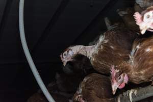 Hen with missing feathers from neck - Farm Pride supplies free range and cage free eggs to major supermarkets under their own brand and is also a supplier for Coles brand free range eggs. Their Bears Lagoon farm supplies free range eggs from a system described by The Age as 'intensive free-range farming.'

In these sheds tens of thousands of birds struggle for space in filthy sheds. Hens showed evidence of reproductive illnesses and feather pecking, including missing feathers from their wings and necks. One chicken was filmed with a twisted, deformed leg, while others showed clear signs of being bullied by being pecked by other chickens.

Naturally, hens would form small groups with an established 'pecking order', however in these sheds, tens of thousands of birds are packed tightly together with only metal bars to perch on. This causes aggression, fighting and even cannibalisation which is recognised as the second most common cause of death on free range egg farms. - Captured at Farm Pride Bears Lagoon - Site 1, Bears Lagoon VIC Australia.