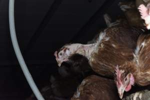 Hen with missing feathers from neck - Farm Pride supplies free range and cage free eggs to major supermarkets under their own brand and is also a supplier for Coles brand free range eggs. Their Bears Lagoon farm supplies free range eggs from a system described by The Age as 'intensive free-range farming.'
In these sheds tens of thousands of birds struggle for space in filthy sheds. Hens showed evidence of reproductive illnesses and feather pecking, including missing feathers from their wings and necks. One chicken was filmed with a twisted, deformed leg, while others showed clear signs of being bullied by being pecked by other chickens.
Naturally, hens would form small groups with an established 'pecking order', however in these sheds, tens of thousands of birds are packed tightly together with only metal bars to perch on. This causes aggression, fighting and even cannibalisation which is recognised as the second most common cause of death on free range egg farms. - Captured at Farm Pride Bears Lagoon - Site 1, Bears Lagoon VIC Australia.