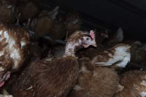 Hen with missing feathers from neck - Farm Pride supplies free range and cage free eggs to major supermarkets under their own brand and is also a supplier for Coles brand free range eggs. Their Bears Lagoon farm supplies free range eggs from a system described by The Age as 'intensive free-range farming.'

In these sheds tens of thousands of birds struggle for space in filthy sheds. Hens showed evidence of reproductive illnesses and feather pecking, including missing feathers from their wings and necks. One chicken was filmed with a twisted, deformed leg, while others showed clear signs of being bullied by being pecked by other chickens.

Naturally, hens would form small groups with an established 'pecking order', however in these sheds, tens of thousands of birds are packed tightly together with only metal bars to perch on. This causes aggression, fighting and even cannibalisation which is recognised as the second most common cause of death on free range egg farms. - Captured at Farm Pride Bears Lagoon - Site 1, Bears Lagoon VIC Australia.