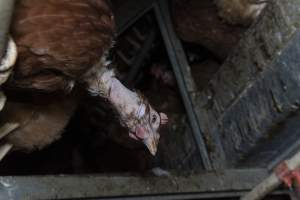 Hen with missing feathers from neck - Farm Pride supplies free range and cage free eggs to major supermarkets under their own brand and is also a supplier for Coles brand free range eggs. Their Bears Lagoon farm supplies free range eggs from a system described by The Age as 'intensive free-range farming.'
In these sheds tens of thousands of birds struggle for space in filthy sheds. Hens showed evidence of reproductive illnesses and feather pecking, including missing feathers from their wings and necks. One chicken was filmed with a twisted, deformed leg, while others showed clear signs of being bullied by being pecked by other chickens.
Naturally, hens would form small groups with an established 'pecking order', however in these sheds, tens of thousands of birds are packed tightly together with only metal bars to perch on. This causes aggression, fighting and even cannibalisation which is recognised as the second most common cause of death on free range egg farms. - Captured at Farm Pride Bears Lagoon - Site 1, Bears Lagoon VIC Australia.