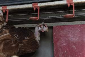 Hen with missing feathers from neck - Farm Pride supplies free range and cage free eggs to major supermarkets under their own brand and is also a supplier for Coles brand free range eggs. Their Bears Lagoon farm supplies free range eggs from a system described by The Age as 'intensive free-range farming.'

In these sheds tens of thousands of birds struggle for space in filthy sheds. Hens showed evidence of reproductive illnesses and feather pecking, including missing feathers from their wings and necks. One chicken was filmed with a twisted, deformed leg, while others showed clear signs of being bullied by being pecked by other chickens.

Naturally, hens would form small groups with an established 'pecking order', however in these sheds, tens of thousands of birds are packed tightly together with only metal bars to perch on. This causes aggression, fighting and even cannibalisation which is recognised as the second most common cause of death on free range egg farms. - Captured at Farm Pride Bears Lagoon - Site 1, Bears Lagoon VIC Australia.