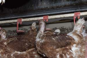 Hen with missing feathers from neck - Farm Pride supplies free range and cage free eggs to major supermarkets under their own brand and is also a supplier for Coles brand free range eggs. Their Bears Lagoon farm supplies free range eggs from a system described by The Age as 'intensive free-range farming.'
In these sheds tens of thousands of birds struggle for space in filthy sheds. Hens showed evidence of reproductive illnesses and feather pecking, including missing feathers from their wings and necks. One chicken was filmed with a twisted, deformed leg, while others showed clear signs of being bullied by being pecked by other chickens.
Naturally, hens would form small groups with an established 'pecking order', however in these sheds, tens of thousands of birds are packed tightly together with only metal bars to perch on. This causes aggression, fighting and even cannibalisation which is recognised as the second most common cause of death on free range egg farms. - Captured at Farm Pride Bears Lagoon - Site 1, Bears Lagoon VIC Australia.