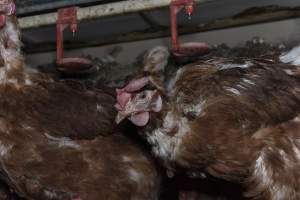 Hen with missing feathers from neck - Farm Pride supplies free range and cage free eggs to major supermarkets under their own brand and is also a supplier for Coles brand free range eggs. Their Bears Lagoon farm supplies free range eggs from a system described by The Age as 'intensive free-range farming.'

In these sheds tens of thousands of birds struggle for space in filthy sheds. Hens showed evidence of reproductive illnesses and feather pecking, including missing feathers from their wings and necks. One chicken was filmed with a twisted, deformed leg, while others showed clear signs of being bullied by being pecked by other chickens.

Naturally, hens would form small groups with an established 'pecking order', however in these sheds, tens of thousands of birds are packed tightly together with only metal bars to perch on. This causes aggression, fighting and even cannibalisation which is recognised as the second most common cause of death on free range egg farms. - Captured at Farm Pride Bears Lagoon - Site 1, Bears Lagoon VIC Australia.