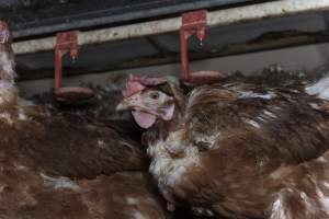 Hen with missing feathers - Farm Pride supplies free range and cage free eggs to major supermarkets under their own brand and is also a supplier for Coles brand free range eggs. Their Bears Lagoon farm supplies free range eggs from a system described by The Age as 'intensive free-range farming.'

In these sheds tens of thousands of birds struggle for space in filthy sheds. Hens showed evidence of reproductive illnesses and feather pecking, including missing feathers from their wings and necks. One chicken was filmed with a twisted, deformed leg, while others showed clear signs of being bullied by being pecked by other chickens.

Naturally, hens would form small groups with an established 'pecking order', however in these sheds, tens of thousands of birds are packed tightly together with only metal bars to perch on. This causes aggression, fighting and even cannibalisation which is recognised as the second most common cause of death on free range egg farms. - Captured at Farm Pride Bears Lagoon - Site 1, Bears Lagoon VIC Australia.