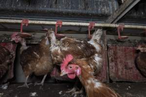 Hen with missing feathers - Farm Pride supplies free range and cage free eggs to major supermarkets under their own brand and is also a supplier for Coles brand free range eggs. Their Bears Lagoon farm supplies free range eggs from a system described by The Age as 'intensive free-range farming.'

In these sheds tens of thousands of birds struggle for space in filthy sheds. Hens showed evidence of reproductive illnesses and feather pecking, including missing feathers from their wings and necks. One chicken was filmed with a twisted, deformed leg, while others showed clear signs of being bullied by being pecked by other chickens.

Naturally, hens would form small groups with an established 'pecking order', however in these sheds, tens of thousands of birds are packed tightly together with only metal bars to perch on. This causes aggression, fighting and even cannibalisation which is recognised as the second most common cause of death on free range egg farms. - Captured at Farm Pride Bears Lagoon - Site 1, Bears Lagoon VIC Australia.