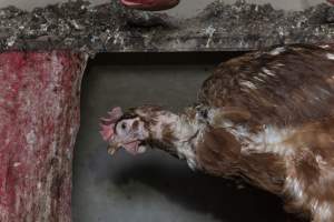 Hen with missing feathers - Farm Pride supplies free range and cage free eggs to major supermarkets under their own brand and is also a supplier for Coles brand free range eggs. Their Bears Lagoon farm supplies free range eggs from a system described by The Age as 'intensive free-range farming.'
In these sheds tens of thousands of birds struggle for space in filthy sheds. Hens showed evidence of reproductive illnesses and feather pecking, including missing feathers from their wings and necks. One chicken was filmed with a twisted, deformed leg, while others showed clear signs of being bullied by being pecked by other chickens.
Naturally, hens would form small groups with an established 'pecking order', however in these sheds, tens of thousands of birds are packed tightly together with only metal bars to perch on. This causes aggression, fighting and even cannibalisation which is recognised as the second most common cause of death on free range egg farms. - Captured at Farm Pride Bears Lagoon - Site 1, Bears Lagoon VIC Australia.