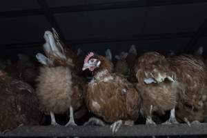 Free-Range Eggs Investigation 2025 - Farm Pride supplies free range and cage free eggs to major supermarkets under their own brand and is also a supplier for Coles brand free range eggs. Their Bears Lagoon farm supplies free range eggs from a system described by The Age as 'intensive free-range farming.'

In these sheds tens of thousands of birds struggle for space in filthy sheds. Hens showed evidence of reproductive illnesses and feather pecking, including missing feathers from their wings and necks. One chicken was filmed with a twisted, deformed leg, while others showed clear signs of being bullied by being pecked by other chickens.

Naturally, hens would form small groups with an established 'pecking order', however in these sheds, tens of thousands of birds are packed tightly together with only metal bars to perch on. This causes aggression, fighting and even cannibalisation which is recognised as the second most common cause of death on free range egg farms. - Captured at Farm Pride Bears Lagoon - Site 1, Bears Lagoon VIC Australia.