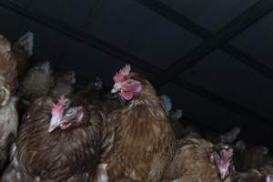 Free-Range Eggs Investigation 2025 - Farm Pride supplies free range and cage free eggs to major supermarkets under their own brand and is also a supplier for Coles brand free range eggs. Their Bears Lagoon farm supplies free range eggs from a system described by The Age as 'intensive free-range farming.'
In these sheds tens of thousands of birds struggle for space in filthy sheds. Hens showed evidence of reproductive illnesses and feather pecking, including missing feathers from their wings and necks. One chicken was filmed with a twisted, deformed leg, while others showed clear signs of being bullied by being pecked by other chickens.
Naturally, hens would form small groups with an established 'pecking order', however in these sheds, tens of thousands of birds are packed tightly together with only metal bars to perch on. This causes aggression, fighting and even cannibalisation which is recognised as the second most common cause of death on free range egg farms. - Captured at Farm Pride Bears Lagoon - Site 1, Bears Lagoon VIC Australia.