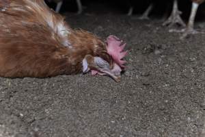 Unwell hen on floor of shed - Farm Pride supplies free range and cage free eggs to major supermarkets under their own brand and is also a supplier for Coles brand free range eggs. Their Bears Lagoon farm supplies free range eggs from a system described by The Age as 'intensive free-range farming.'
In these sheds tens of thousands of birds struggle for space in filthy sheds. Hens showed evidence of reproductive illnesses and feather pecking, including missing feathers from their wings and necks. One chicken was filmed with a twisted, deformed leg, while others showed clear signs of being bullied by being pecked by other chickens.
Naturally, hens would form small groups with an established 'pecking order', however in these sheds, tens of thousands of birds are packed tightly together with only metal bars to perch on. This causes aggression, fighting and even cannibalisation which is recognised as the second most common cause of death on free range egg farms. - Captured at Farm Pride Bears Lagoon - Site 1, Bears Lagoon VIC Australia.