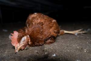 Injured hen lying on ground - 2025 Investigation into Lemitech's farm in Teesdale. We found despondent hens inside filthy sheds as well as dozens of dead hens overflowing from a bin where their bodies had been dumped. Some hens were found struggling to breathe or stand in the cramped sheds, while others had bleeding wounds from being pecked by other hens. 

In barn laid or cage free systems, hens are kept confined to sheds for their entire lives. Often, tiered metal perches will allow the birds to roost, while nesting boxes are placed on top of metal flooring. In Australia, there are no legal requirements or standards which apply to cage-free or 'barn-laid' egg production systems. This means farmers will often pack as many hens as possible into these sheds to maximise production and account for the enormous number of birds who die from sickness or injury.
 - Captured at Barn-laid egg farm, Teesdale VIC Australia.