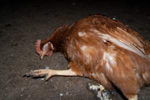 Injured hen lying on ground - 2025 Investigation into Lemitech's farm in Teesdale. We found despondent hens inside filthy sheds as well as dozens of dead hens overflowing from a bin where their bodies had been dumped. Some hens were found struggling to breathe or stand in the cramped sheds, while others had bleeding wounds from being pecked by other hens. 

In barn laid or cage free systems, hens are kept confined to sheds for their entire lives. Often, tiered metal perches will allow the birds to roost, while nesting boxes are placed on top of metal flooring. In Australia, there are no legal requirements or standards which apply to cage-free or 'barn-laid' egg production systems. This means farmers will often pack as many hens as possible into these sheds to maximise production and account for the enormous number of birds who die from sickness or injury.
 - Captured at Barn-laid egg farm, Teesdale VIC Australia.