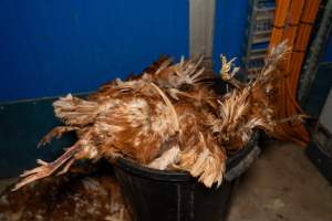 Dead hens in bin - 2025 Investigation into Lemitech's farm in Teesdale. We found despondent hens inside filthy sheds as well as dozens of dead hens overflowing from a bin where their bodies had been dumped. Some hens were found struggling to breathe or stand in the cramped sheds, while others had bleeding wounds from being pecked by other hens. 

In barn laid or cage free systems, hens are kept confined to sheds for their entire lives. Often, tiered metal perches will allow the birds to roost, while nesting boxes are placed on top of metal flooring. In Australia, there are no legal requirements or standards which apply to cage-free or 'barn-laid' egg production systems. This means farmers will often pack as many hens as possible into these sheds to maximise production and account for the enormous number of birds who die from sickness or injury.
 - Captured at Barn-laid egg farm, Teesdale VIC Australia.
