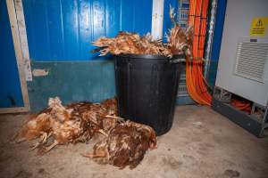 Dead hens in bin - 2025 Investigation into Lemitech's farm in Teesdale. We found despondent hens inside filthy sheds as well as dozens of dead hens overflowing from a bin where their bodies had been dumped. Some hens were found struggling to breathe or stand in the cramped sheds, while others had bleeding wounds from being pecked by other hens. 

In barn laid or cage free systems, hens are kept confined to sheds for their entire lives. Often, tiered metal perches will allow the birds to roost, while nesting boxes are placed on top of metal flooring. In Australia, there are no legal requirements or standards which apply to cage-free or 'barn-laid' egg production systems. This means farmers will often pack as many hens as possible into these sheds to maximise production and account for the enormous number of birds who die from sickness or injury.
 - Captured at Barn-laid egg farm, Teesdale VIC Australia.
