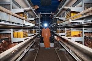 Investigator inside barn laid farm - 2025 Investigation into Lemitech's farm in Teesdale. We found despondent hens inside filthy sheds as well as dozens of dead hens overflowing from a bin where their bodies had been dumped. Some hens were found struggling to breathe or stand in the cramped sheds, while others had bleeding wounds from being pecked by other hens.
In barn laid or cage free systems, hens are kept confined to sheds for their entire lives. Often, tiered metal perches will allow the birds to roost, while nesting boxes are placed on top of metal flooring. In Australia, there are no legal requirements or standards which apply to cage-free or 'barn-laid' egg production systems. This means farmers will often pack as many hens as possible into these sheds to maximise production and account for the enormous number of birds who die from sickness or injury.
- Captured at Barn-laid egg farm, Teesdale VIC Australia.