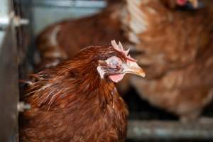 Hen with eye infection - 2025 Investigation into Lemitech's farm in Teesdale. We found despondent hens inside filthy sheds as well as dozens of dead hens overflowing from a bin where their bodies had been dumped. Some hens were found struggling to breathe or stand in the cramped sheds, while others had bleeding wounds from being pecked by other hens. 

In barn laid or cage free systems, hens are kept confined to sheds for their entire lives. Often, tiered metal perches will allow the birds to roost, while nesting boxes are placed on top of metal flooring. In Australia, there are no legal requirements or standards which apply to cage-free or 'barn-laid' egg production systems. This means farmers will often pack as many hens as possible into these sheds to maximise production and account for the enormous number of birds who die from sickness or injury.
 - Captured at Barn-laid egg farm, Teesdale VIC Australia.