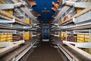 Barn Laid Egg Investigation 2025 - 2025 Investigation into Lemitech's farm in Teesdale. We found despondent hens inside filthy sheds as well as dozens of dead hens overflowing from a bin where their bodies had been dumped. Some hens were found struggling to breathe or stand in the cramped sheds, while others had bleeding wounds from being pecked by other hens. 

In barn laid or cage free systems, hens are kept confined to sheds for their entire lives. Often, tiered metal perches will allow the birds to roost, while nesting boxes are placed on top of metal flooring. In Australia, there are no legal requirements or standards which apply to cage-free or 'barn-laid' egg production systems. This means farmers will often pack as many hens as possible into these sheds to maximise production and account for the enormous number of birds who die from sickness or injury.
 - Captured at Barn-laid egg farm, Teesdale VIC Australia.