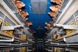 Barn Laid Egg Investigation 2025 - 2025 Investigation into Lemitech's farm in Teesdale. We found despondent hens inside filthy sheds as well as dozens of dead hens overflowing from a bin where their bodies had been dumped. Some hens were found struggling to breathe or stand in the cramped sheds, while others had bleeding wounds from being pecked by other hens. 

In barn laid or cage free systems, hens are kept confined to sheds for their entire lives. Often, tiered metal perches will allow the birds to roost, while nesting boxes are placed on top of metal flooring. In Australia, there are no legal requirements or standards which apply to cage-free or 'barn-laid' egg production systems. This means farmers will often pack as many hens as possible into these sheds to maximise production and account for the enormous number of birds who die from sickness or injury.
 - Captured at Barn-laid egg farm, Teesdale VIC Australia.