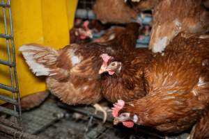 Barn Laid Egg Investigation 2025 - 2025 Investigation into Lemitech's farm in Teesdale. We found despondent hens inside filthy sheds as well as dozens of dead hens overflowing from a bin where their bodies had been dumped. Some hens were found struggling to breathe or stand in the cramped sheds, while others had bleeding wounds from being pecked by other hens. 

In barn laid or cage free systems, hens are kept confined to sheds for their entire lives. Often, tiered metal perches will allow the birds to roost, while nesting boxes are placed on top of metal flooring. In Australia, there are no legal requirements or standards which apply to cage-free or 'barn-laid' egg production systems. This means farmers will often pack as many hens as possible into these sheds to maximise production and account for the enormous number of birds who die from sickness or injury.
 - Captured at Barn-laid egg farm, Teesdale VIC Australia.