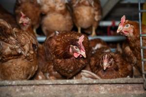 Barn Laid Egg Investigation 2025 - 2025 Investigation into Lemitech's farm in Teesdale. We found despondent hens inside filthy sheds as well as dozens of dead hens overflowing from a bin where their bodies had been dumped. Some hens were found struggling to breathe or stand in the cramped sheds, while others had bleeding wounds from being pecked by other hens. 

In barn laid or cage free systems, hens are kept confined to sheds for their entire lives. Often, tiered metal perches will allow the birds to roost, while nesting boxes are placed on top of metal flooring. In Australia, there are no legal requirements or standards which apply to cage-free or 'barn-laid' egg production systems. This means farmers will often pack as many hens as possible into these sheds to maximise production and account for the enormous number of birds who die from sickness or injury.
 - Captured at Barn-laid egg farm, Teesdale VIC Australia.