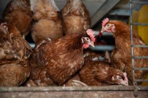 Barn Laid Egg Investigation 2025 - 2025 Investigation into Lemitech's farm in Teesdale. We found despondent hens inside filthy sheds as well as dozens of dead hens overflowing from a bin where their bodies had been dumped. Some hens were found struggling to breathe or stand in the cramped sheds, while others had bleeding wounds from being pecked by other hens. 

In barn laid or cage free systems, hens are kept confined to sheds for their entire lives. Often, tiered metal perches will allow the birds to roost, while nesting boxes are placed on top of metal flooring. In Australia, there are no legal requirements or standards which apply to cage-free or 'barn-laid' egg production systems. This means farmers will often pack as many hens as possible into these sheds to maximise production and account for the enormous number of birds who die from sickness or injury.
 - Captured at Barn-laid egg farm, Teesdale VIC Australia.