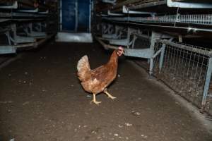Barn Laid Egg Investigation 2025 - 2025 Investigation into Lemitech's farm in Teesdale. We found despondent hens inside filthy sheds as well as dozens of dead hens overflowing from a bin where their bodies had been dumped. Some hens were found struggling to breathe or stand in the cramped sheds, while others had bleeding wounds from being pecked by other hens. 

In barn laid or cage free systems, hens are kept confined to sheds for their entire lives. Often, tiered metal perches will allow the birds to roost, while nesting boxes are placed on top of metal flooring. In Australia, there are no legal requirements or standards which apply to cage-free or 'barn-laid' egg production systems. This means farmers will often pack as many hens as possible into these sheds to maximise production and account for the enormous number of birds who die from sickness or injury.
 - Captured at Barn-laid egg farm, Teesdale VIC Australia.