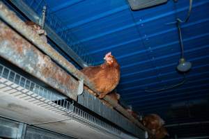 Barn Laid Egg Investigation 2025 - 2025 Investigation into Lemitech's farm in Teesdale. We found despondent hens inside filthy sheds as well as dozens of dead hens overflowing from a bin where their bodies had been dumped. Some hens were found struggling to breathe or stand in the cramped sheds, while others had bleeding wounds from being pecked by other hens. 

In barn laid or cage free systems, hens are kept confined to sheds for their entire lives. Often, tiered metal perches will allow the birds to roost, while nesting boxes are placed on top of metal flooring. In Australia, there are no legal requirements or standards which apply to cage-free or 'barn-laid' egg production systems. This means farmers will often pack as many hens as possible into these sheds to maximise production and account for the enormous number of birds who die from sickness or injury.
 - Captured at Barn-laid egg farm, Teesdale VIC Australia.