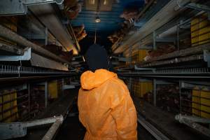Investigator inside barn laid egg farm - 2025 Investigation into Lemitech's farm in Teesdale. We found despondent hens inside filthy sheds as well as dozens of dead hens overflowing from a bin where their bodies had been dumped. Some hens were found struggling to breathe or stand in the cramped sheds, while others had bleeding wounds from being pecked by other hens. 

In barn laid or cage free systems, hens are kept confined to sheds for their entire lives. Often, tiered metal perches will allow the birds to roost, while nesting boxes are placed on top of metal flooring. In Australia, there are no legal requirements or standards which apply to cage-free or 'barn-laid' egg production systems. This means farmers will often pack as many hens as possible into these sheds to maximise production and account for the enormous number of birds who die from sickness or injury.
 - Captured at Barn-laid egg farm, Teesdale VIC Australia.