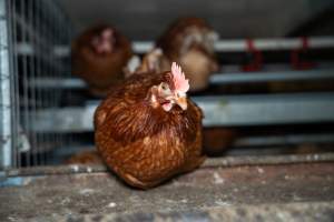 Barn Laid Egg Investigation 2025 - 2025 Investigation into Lemitech's farm in Teesdale. We found despondent hens inside filthy sheds as well as dozens of dead hens overflowing from a bin where their bodies had been dumped. Some hens were found struggling to breathe or stand in the cramped sheds, while others had bleeding wounds from being pecked by other hens. 

In barn laid or cage free systems, hens are kept confined to sheds for their entire lives. Often, tiered metal perches will allow the birds to roost, while nesting boxes are placed on top of metal flooring. In Australia, there are no legal requirements or standards which apply to cage-free or 'barn-laid' egg production systems. This means farmers will often pack as many hens as possible into these sheds to maximise production and account for the enormous number of birds who die from sickness or injury.
 - Captured at Barn-laid egg farm, Teesdale VIC Australia.