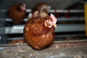 Barn Laid Egg Investigation 2025 - 2025 Investigation into Lemitech's farm in Teesdale. We found despondent hens inside filthy sheds as well as dozens of dead hens overflowing from a bin where their bodies had been dumped. Some hens were found struggling to breathe or stand in the cramped sheds, while others had bleeding wounds from being pecked by other hens. 

In barn laid or cage free systems, hens are kept confined to sheds for their entire lives. Often, tiered metal perches will allow the birds to roost, while nesting boxes are placed on top of metal flooring. In Australia, there are no legal requirements or standards which apply to cage-free or 'barn-laid' egg production systems. This means farmers will often pack as many hens as possible into these sheds to maximise production and account for the enormous number of birds who die from sickness or injury.
 - Captured at Barn-laid egg farm, Teesdale VIC Australia.