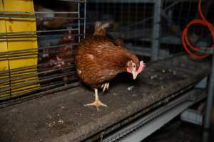 Barn Laid Egg Investigation 2025 - 2025 Investigation into Lemitech's farm in Teesdale. We found despondent hens inside filthy sheds as well as dozens of dead hens overflowing from a bin where their bodies had been dumped. Some hens were found struggling to breathe or stand in the cramped sheds, while others had bleeding wounds from being pecked by other hens. 

In barn laid or cage free systems, hens are kept confined to sheds for their entire lives. Often, tiered metal perches will allow the birds to roost, while nesting boxes are placed on top of metal flooring. In Australia, there are no legal requirements or standards which apply to cage-free or 'barn-laid' egg production systems. This means farmers will often pack as many hens as possible into these sheds to maximise production and account for the enormous number of birds who die from sickness or injury.
 - Captured at Barn-laid egg farm, Teesdale VIC Australia.