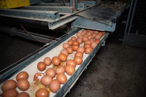 Eggs on conveyor belt in barn laid egg farm - 2025 Investigation into Lemitech's farm in Teesdale. We found despondent hens inside filthy sheds as well as dozens of dead hens overflowing from a bin where their bodies had been dumped. Some hens were found struggling to breathe or stand in the cramped sheds, while others had bleeding wounds from being pecked by other hens. 

In barn laid or cage free systems, hens are kept confined to sheds for their entire lives. Often, tiered metal perches will allow the birds to roost, while nesting boxes are placed on top of metal flooring. In Australia, there are no legal requirements or standards which apply to cage-free or 'barn-laid' egg production systems. This means farmers will often pack as many hens as possible into these sheds to maximise production and account for the enormous number of birds who die from sickness or injury.
 - Captured at Barn-laid egg farm, Teesdale VIC Australia.