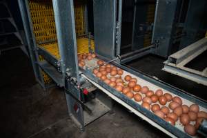 Eggs on conveyor belt in barn laid egg farm - 2025 Investigation into Lemitech's farm in Teesdale. We found despondent hens inside filthy sheds as well as dozens of dead hens overflowing from a bin where their bodies had been dumped. Some hens were found struggling to breathe or stand in the cramped sheds, while others had bleeding wounds from being pecked by other hens. 

In barn laid or cage free systems, hens are kept confined to sheds for their entire lives. Often, tiered metal perches will allow the birds to roost, while nesting boxes are placed on top of metal flooring. In Australia, there are no legal requirements or standards which apply to cage-free or 'barn-laid' egg production systems. This means farmers will often pack as many hens as possible into these sheds to maximise production and account for the enormous number of birds who die from sickness or injury.
 - Captured at Barn-laid egg farm, Teesdale VIC Australia.